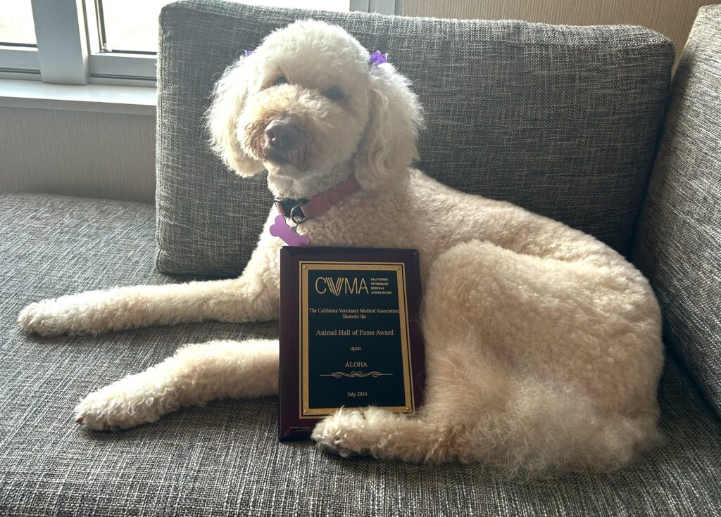 Image depicts comfort dog Aloha with her award plaque.